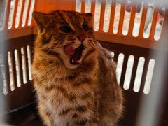 发现一只野生动物被护路